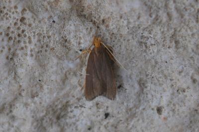 Eurodachtha pallicornella