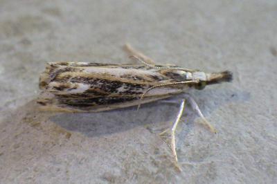 Catoptria verellus