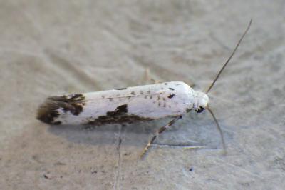 <i>Prays fraxinella</i>