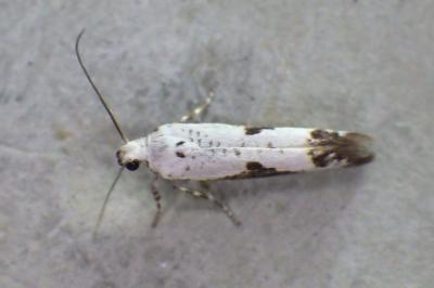 <i>Prays fraxinella</i>