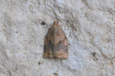 Archips rosana