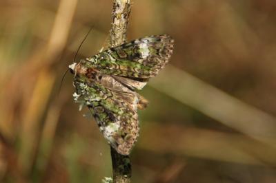<i>Anaplectoides prasinus</i>
