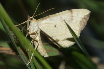 <i>Gandaritis pyraliata</i>