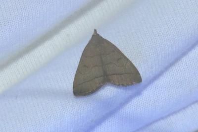 Herminia tarsipennalis