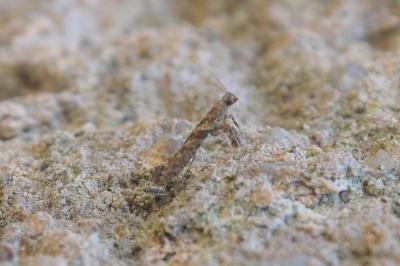 Caloptilia cuculipennella