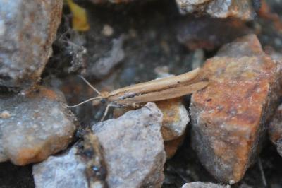 Ypsolopha ustella