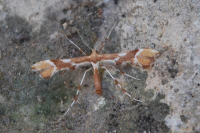 Cnaemidophorus rhododactylus