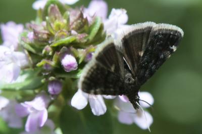 <i>Heliothela wulfeniana</i>