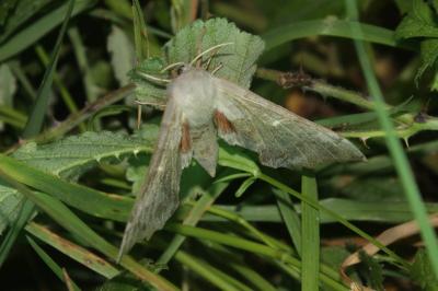 Laothoe populi