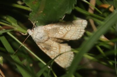 Double Zéro  (<i>Dicycla oo</i>)