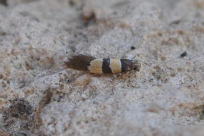 <i>Goidanichiana jourdheuillella</i>