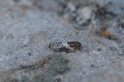 <i>Pammene fasciana</i>
