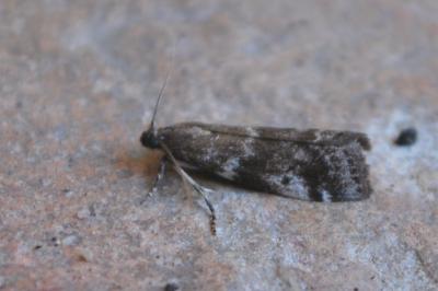 <i>Assara terebrella</i>