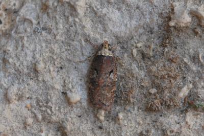 Agonopterix conterminella