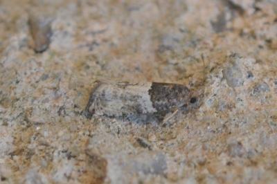 <i>Gypsonoma aceriana</i>