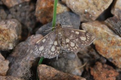 Anania stachydalis