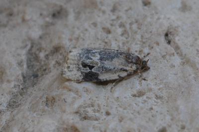 <i>Celypha woodiana</i>