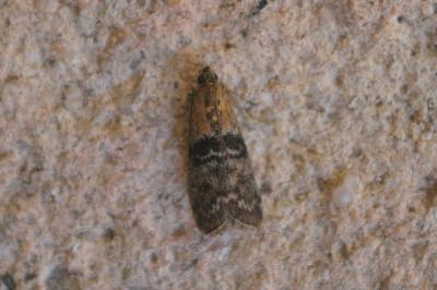 <i>Sciota adelphella</i>