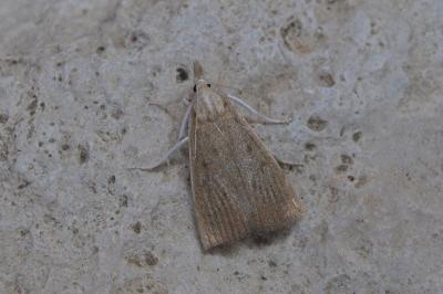 <i>Calamotropha paludella</i>