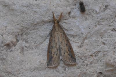 Schoenobius gigantella
