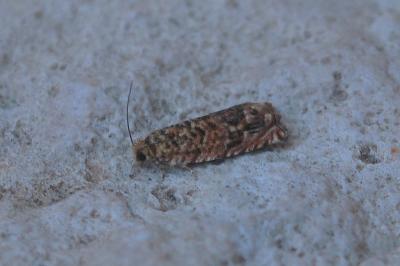 <i>Gypsonoma minutana</i>