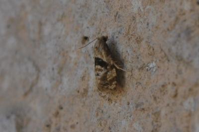 <i>Phalonidia manniana</i>
