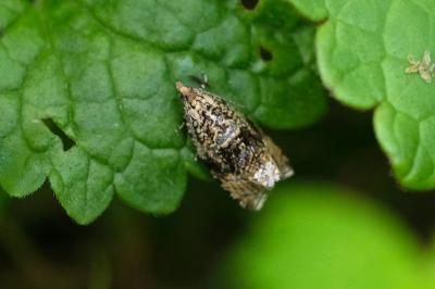 Celypha lacunana
