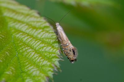 <i>Glyphipterix thrasonella</i>