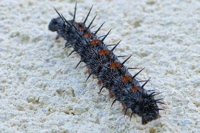 Morio  (<i>Nymphalis antiopa</i>)