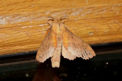 Gastropacha populifolia