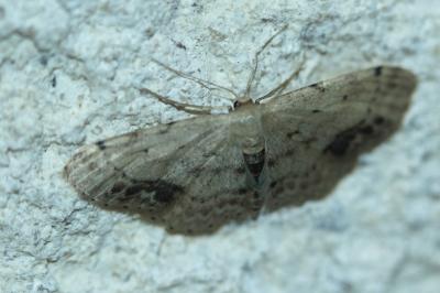 Acidalie écussonnée  (<i>Idaea dimidiata</i>)