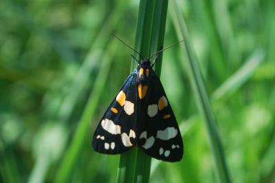 Callimorpha dominula
