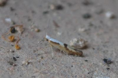 <i>Argyresthia bonnetella</i>