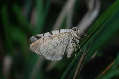 Macaria wauaria
