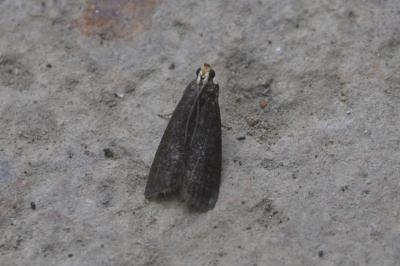 <i>Salebriopsis albicilla</i>