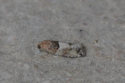 Gypsonoma aceriana
