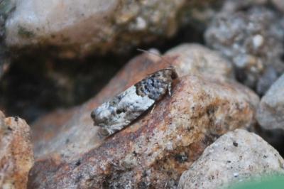 Gypsonoma sociana