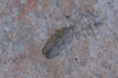 <i>Athrips mouffetella</i>