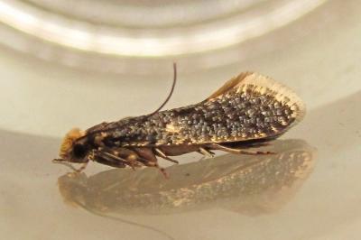 <i>Monopis laevigella</i>