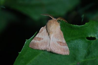 Malacosoma neustria