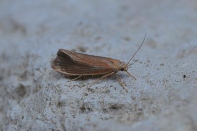 <i>Orthotelia sparganella</i>