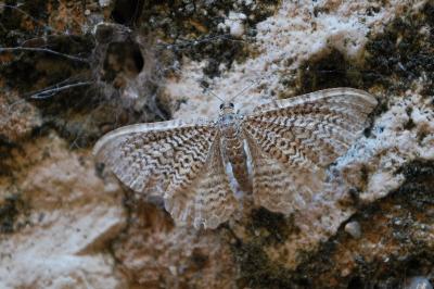 Rheumaptera undulata