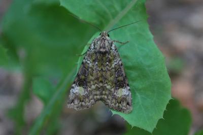 <i>Anaplectoides prasinus</i>