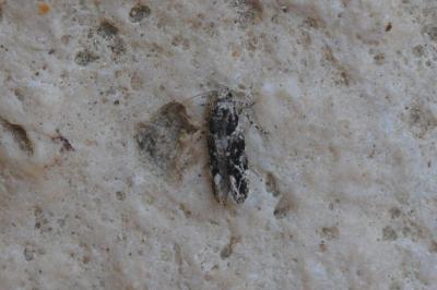 <i>Recurvaria nanella</i>