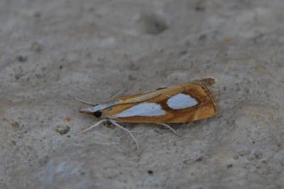 <i>Catoptria pinella</i>