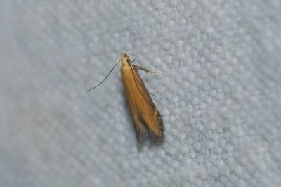<i>Monochroa cytisella</i>