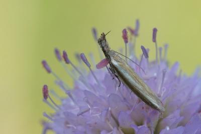 <i>Pleurota aristella</i>