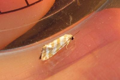 Aethes margaritana