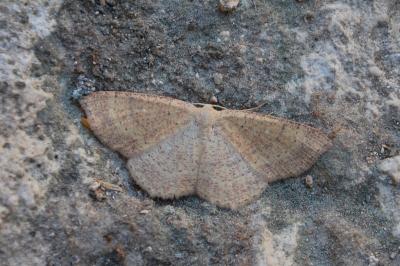 Cyclophora ruficiliaria