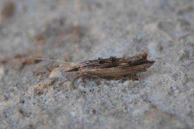 Ypsolopha scabrella